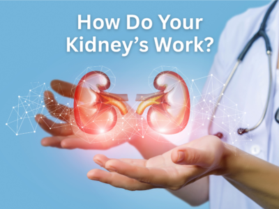 how do kidneys work
